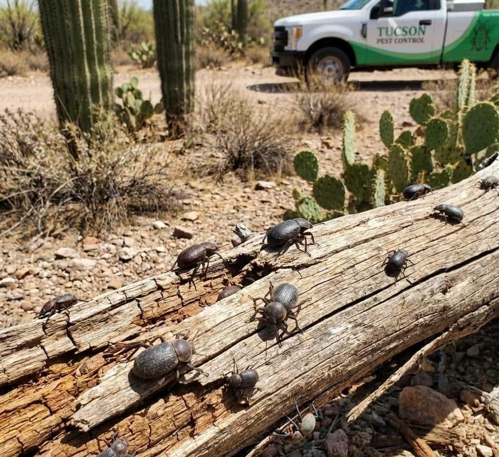 beetle-pest-control