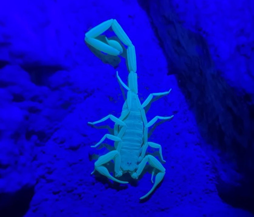 A picture of Arizona Bark Scorpion
